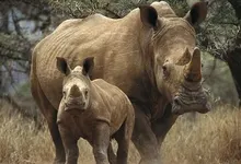 animals rhinoceros baby animals 1600x1200 wallpaper Art HD Wallpaper
